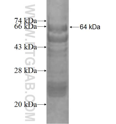 GTF3C5 fusion protein Ag1999 SDS-PAGE