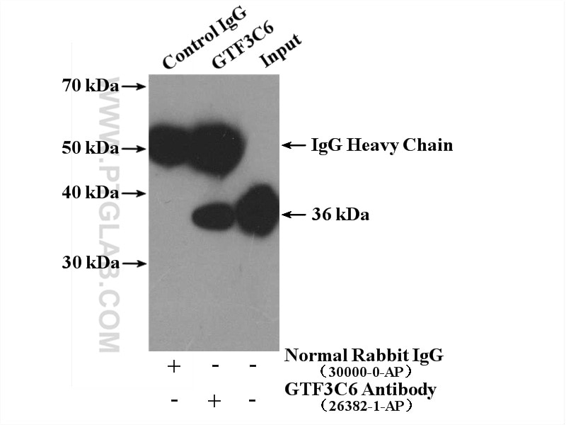 Immunoprecipitation (IP) experiment of HepG2 cells using GTF3C6 Polyclonal antibody (26382-1-AP)