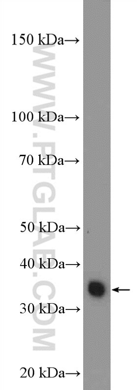 Western Blot (WB) analysis of HeLa cells using GTF3C6 Polyclonal antibody (26382-1-AP)