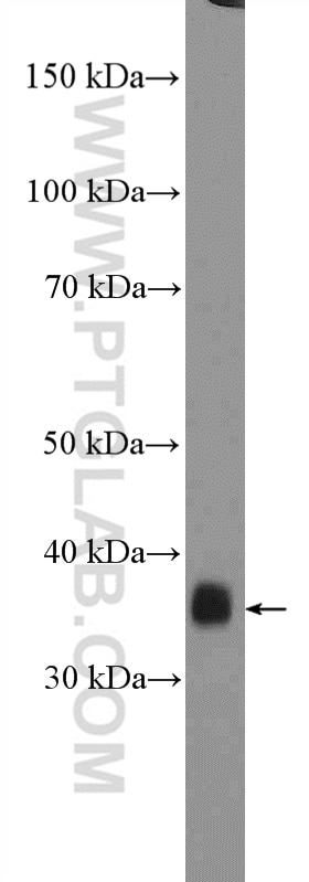 Western Blot (WB) analysis of HepG2 cells using GTF3C6 Polyclonal antibody (26382-1-AP)