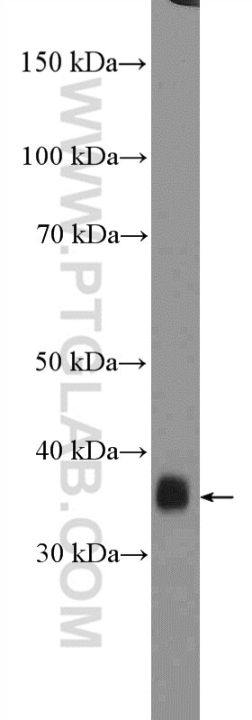 WB analysis of HepG2 using 26382-1-AP