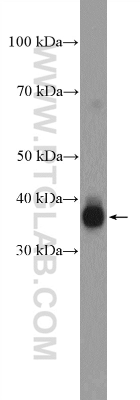 Western Blot (WB) analysis of K-562 cells using GTF3C6 Polyclonal antibody (26382-1-AP)