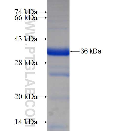 GTF3C6 fusion protein Ag23895 SDS-PAGE
