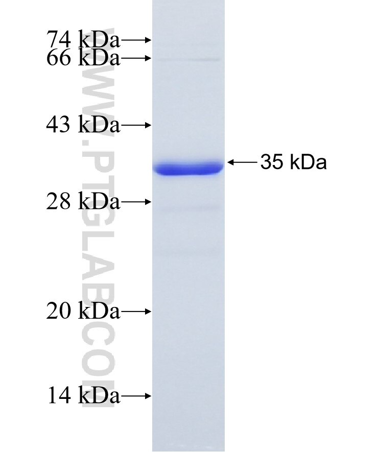 GTF3C6 fusion protein Ag23895 SDS-PAGE