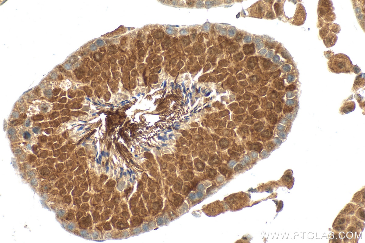 Immunohistochemistry (IHC) staining of mouse testis tissue using GTL3 Polyclonal antibody (19905-1-AP)