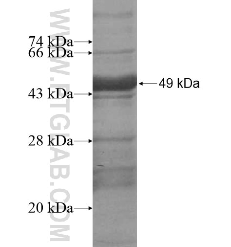GTL3 fusion protein Ag13881 SDS-PAGE