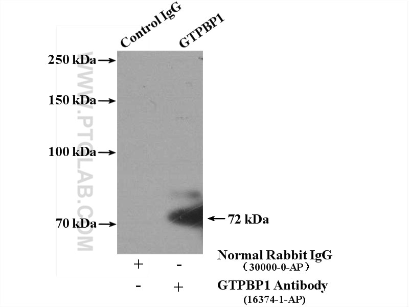Immunoprecipitation (IP) experiment of mouse skeletal muscle tissue using GTPBP1 Polyclonal antibody (16374-1-AP)