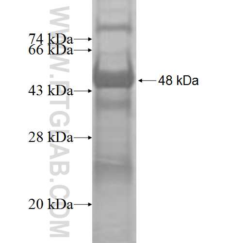 GTPBP1 fusion protein Ag9332 SDS-PAGE