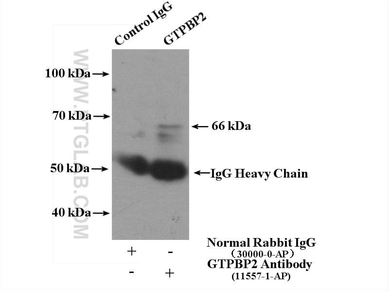 Immunoprecipitation (IP) experiment of mouse spleen tissue using GTPBP2 Polyclonal antibody (11557-1-AP)