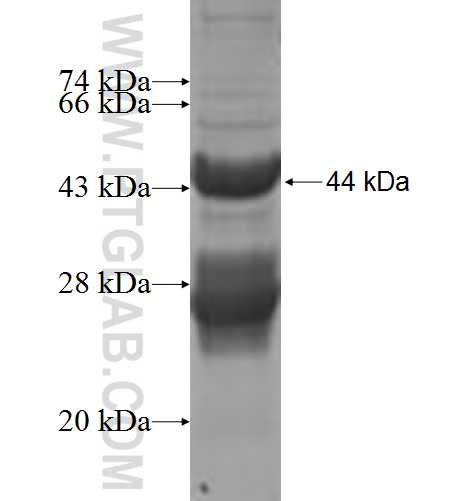 GTPBP2 fusion protein Ag7339 SDS-PAGE