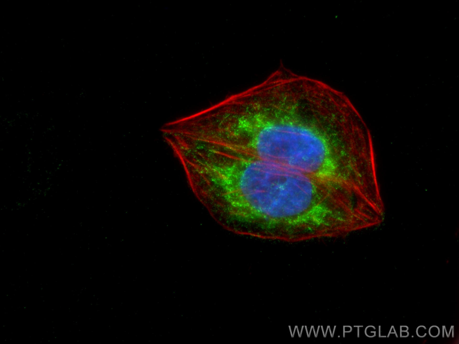 Immunofluorescence (IF) / fluorescent staining of U2OS cells using GTPBP3 Polyclonal antibody (10764-1-AP)