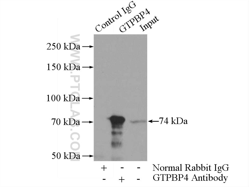 Immunoprecipitation (IP) experiment of mouse testis tissue using GTPBP4 Polyclonal antibody (13897-1-AP)