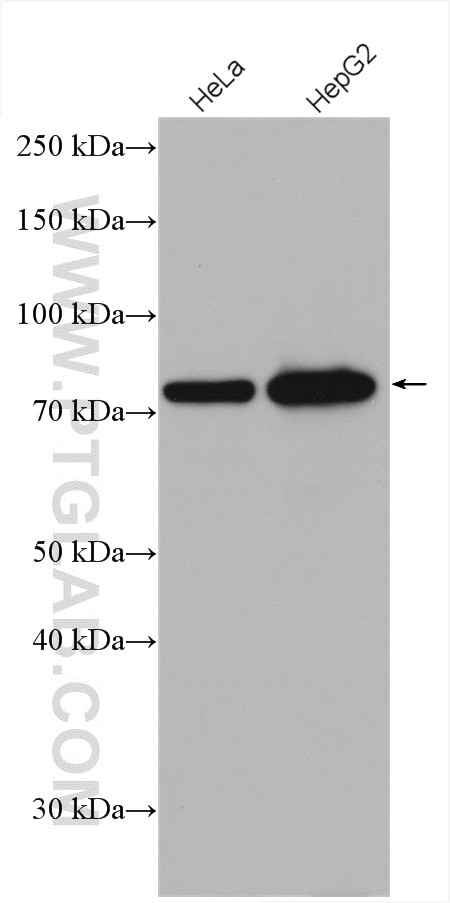 Western Blot (WB) analysis of various lysates using GTPBP4 Polyclonal antibody (13897-1-AP)