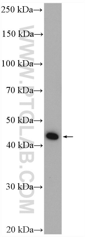 Western Blot (WB) analysis of HEK-293 cells using GTPBP5 Polyclonal antibody (20133-1-AP)