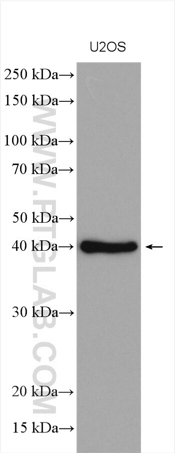 Western Blot (WB) analysis of various lysates using GTPBP5 Polyclonal antibody (20133-1-AP)
