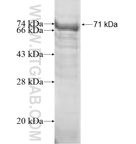 GTPBP6 fusion protein Ag10097 SDS-PAGE