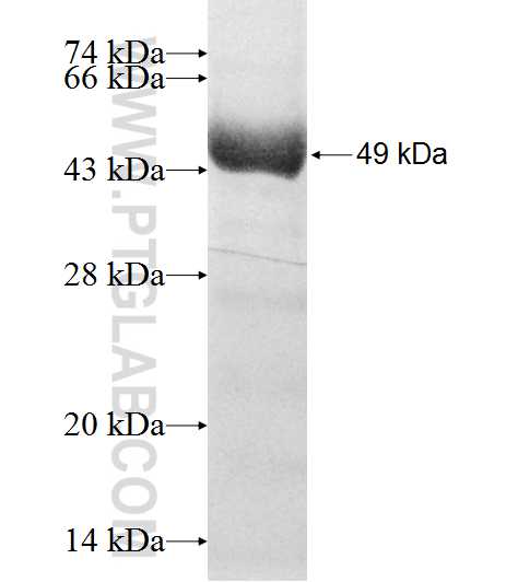 GTPBP6 fusion protein Ag9098 SDS-PAGE