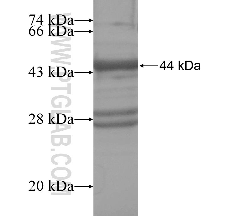 GTPBP8 fusion protein Ag13848 SDS-PAGE