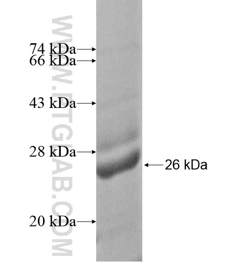 GTPBP8 fusion protein Ag14025 SDS-PAGE