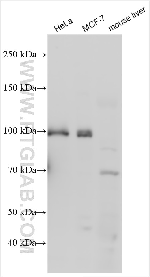 Western Blot (WB) analysis of various lysates using GTSE1 Polyclonal antibody (21319-1-AP)