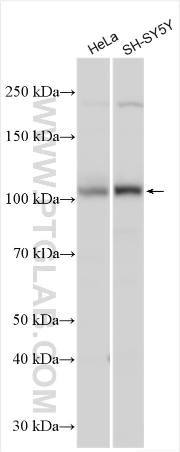 Western Blot (WB) analysis of various lysates using GTSE1 Polyclonal antibody (21319-1-AP)