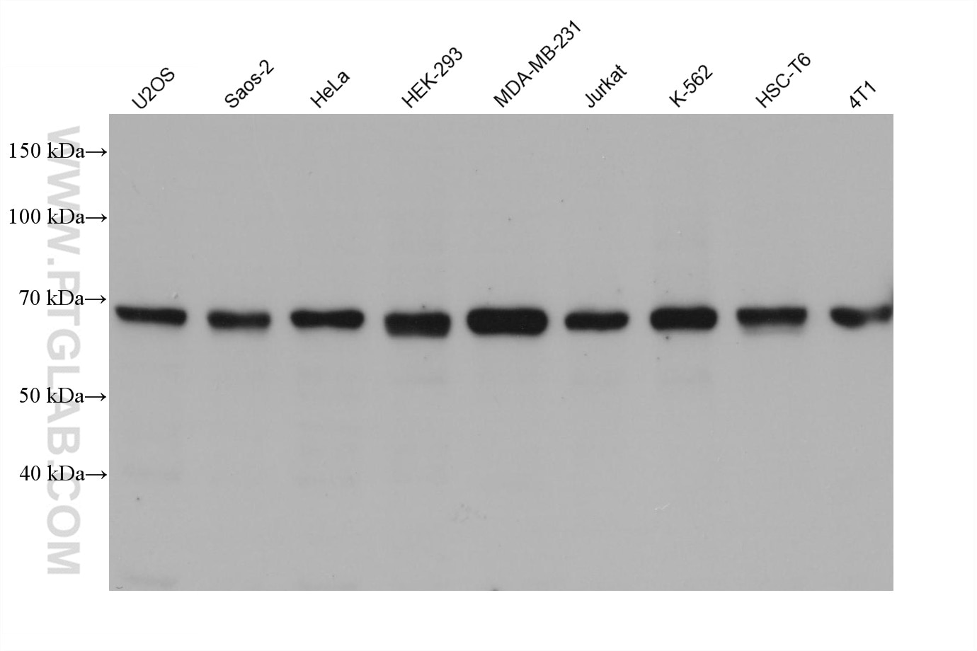 Western Blot (WB) analysis of various lysates using GTSE1 Monoclonal antibody (68313-1-Ig)