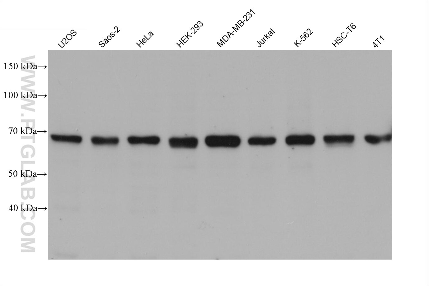 WB analysis using 68313-1-Ig