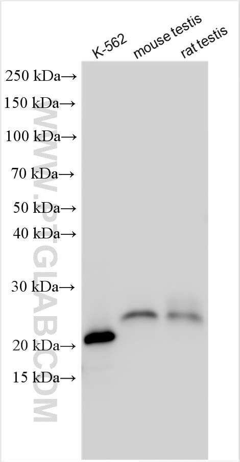 Western Blot (WB) analysis of various lysates using GTSF1 Polyclonal antibody (26340-1-AP)