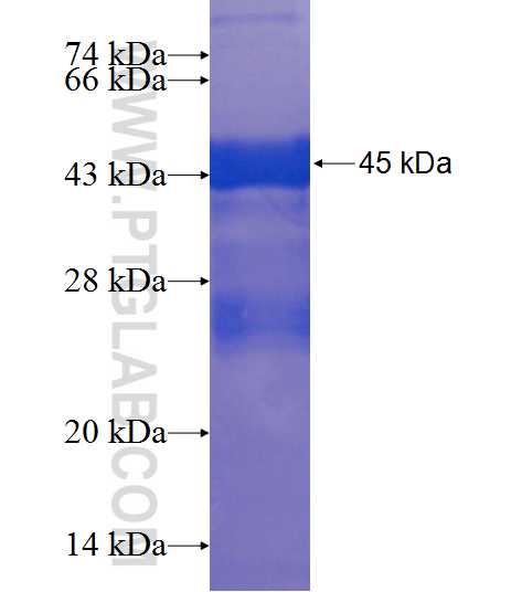 GTSF1 fusion protein Ag23647 SDS-PAGE