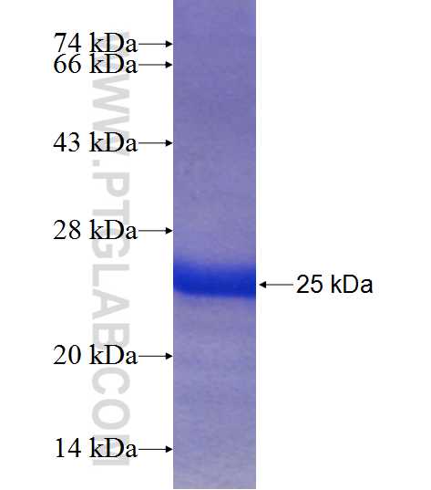 GTSF1 fusion protein Ag23656 SDS-PAGE