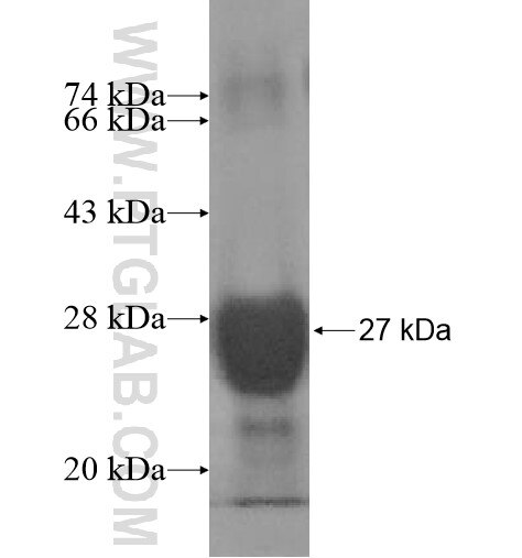 GTSF1L fusion protein Ag12547 SDS-PAGE