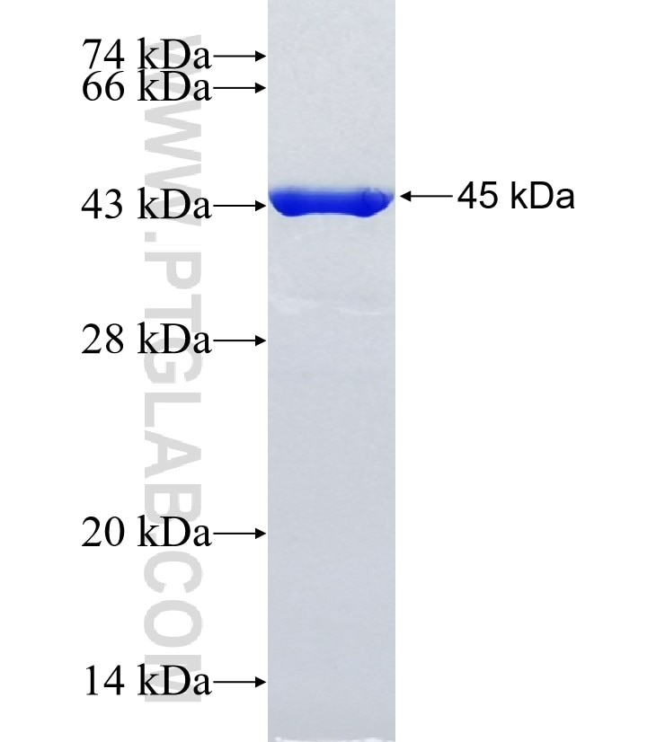 GUCA1C fusion protein Ag16157 SDS-PAGE