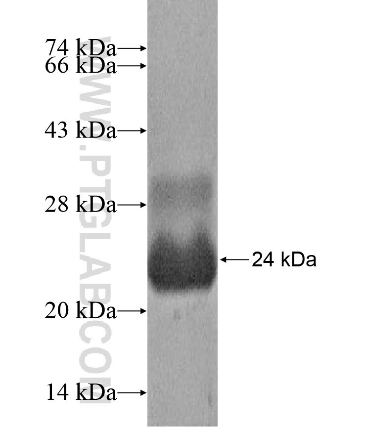 GUCA1C fusion protein Ag17003 SDS-PAGE