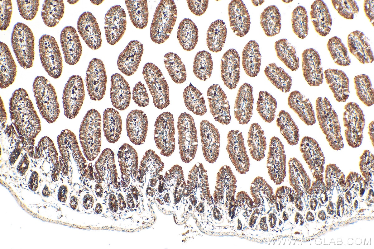 Immunohistochemistry (IHC) staining of mouse small intestine tissue using Uroguanylin Polyclonal antibody (18113-1-AP)