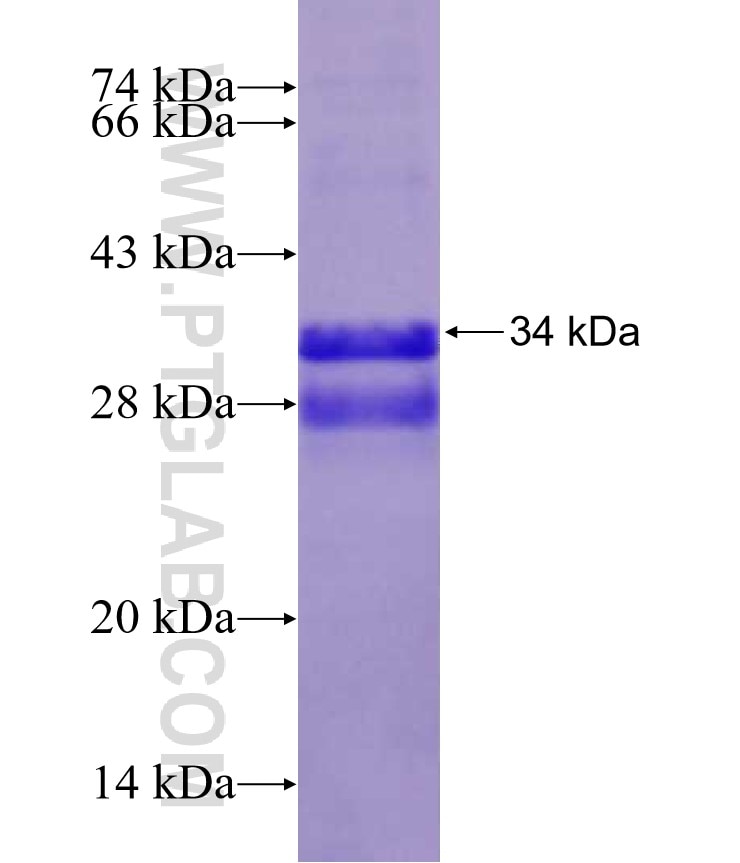 Uroguanylin fusion protein Ag12589 SDS-PAGE