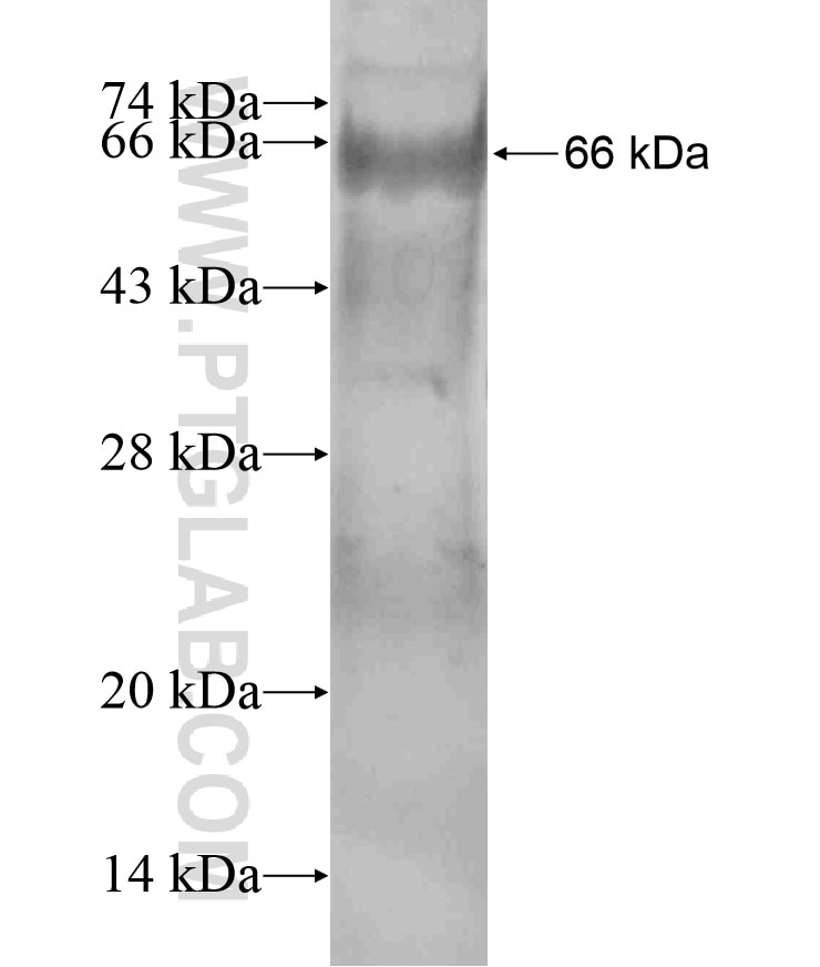GUCY1A2 fusion protein Ag18136 SDS-PAGE