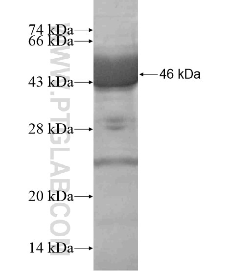 GUCY1A2 fusion protein Ag19325 SDS-PAGE