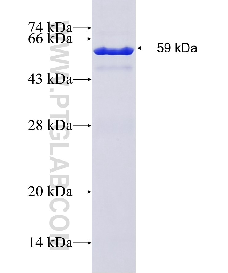 GUCY1A3 fusion protein Ag3293 SDS-PAGE