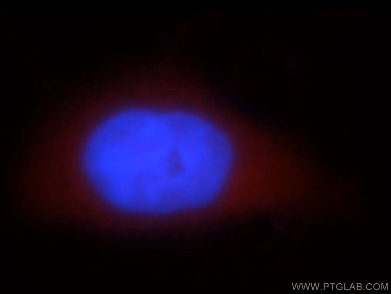 Immunofluorescence (IF) / fluorescent staining of MCF-7 cells using GUCY1B3 Polyclonal antibody (19011-1-AP)