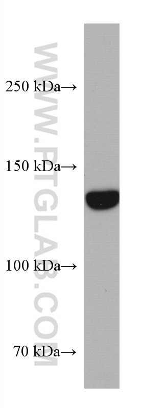 WB analysis of HaCaT using 67782-1-Ig