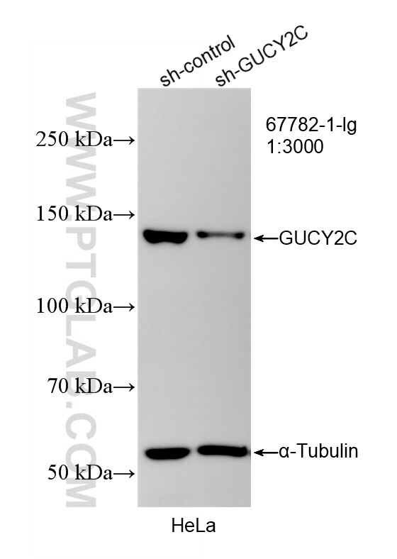 WB result of GUCY2C antibody (67782-1-Ig; 1:3000; incubated at room temperature for 1.5 hours) with sh-Control and sh-GUCY2C transfected HeLa cells. This data was developed using the same antibody clone with 67782-1-PBS in a different storage buffer formulation. Western Blot (WB) analysis of HeLa cells using GUCY2C Monoclonal antibody (67782-1-Ig)