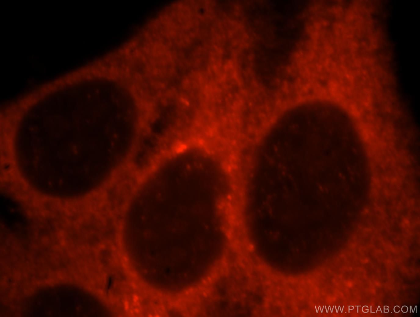 Immunofluorescence (IF) / fluorescent staining of HepG2 cells using GUF1 Polyclonal antibody (17489-1-AP)
