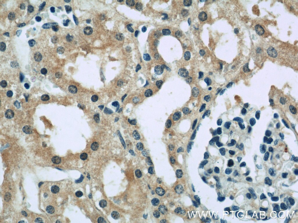 Immunohistochemistry (IHC) staining of human kidney tissue using GUF1 Polyclonal antibody (17489-1-AP)