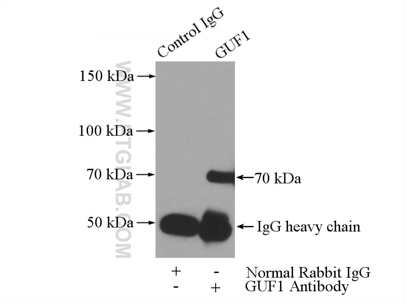 Immunoprecipitation (IP) experiment of HeLa cells using GUF1 Polyclonal antibody (17489-1-AP)