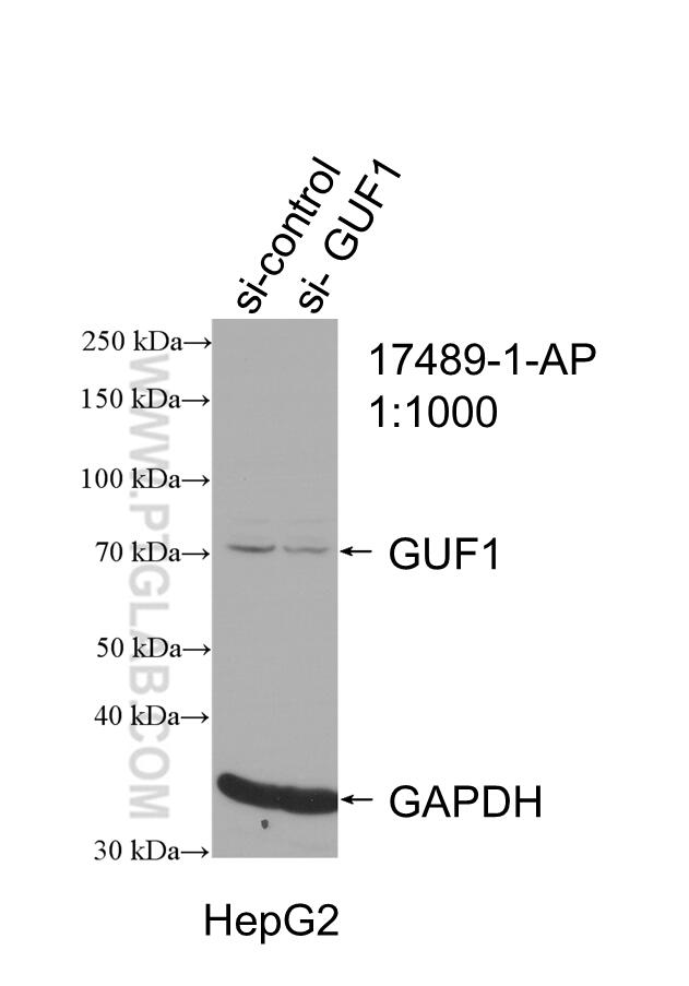 Western Blot (WB) analysis of HepG2 cells using GUF1 Polyclonal antibody (17489-1-AP)