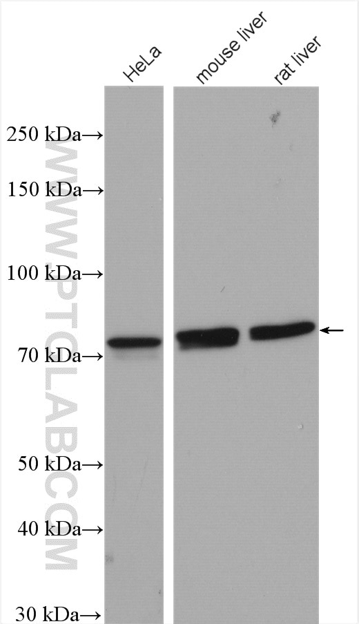 Western Blot (WB) analysis of various lysates using GUF1 Polyclonal antibody (17489-1-AP)