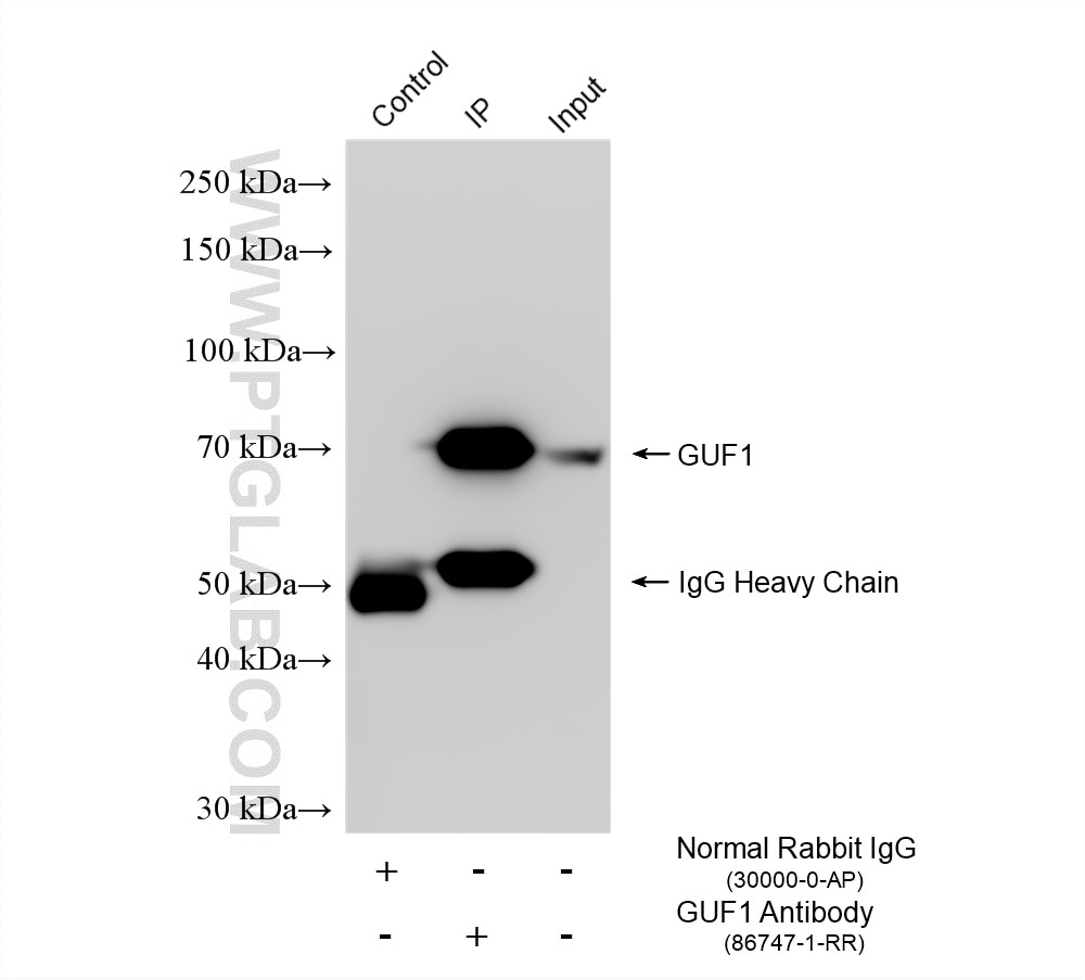 IP experiment of HepG2 using 86747-1-RR Immunoprecipitation (IP) experiment of HepG2 cells using GUF1 Recombinant monoclonal antibody (86747-1-RR)
