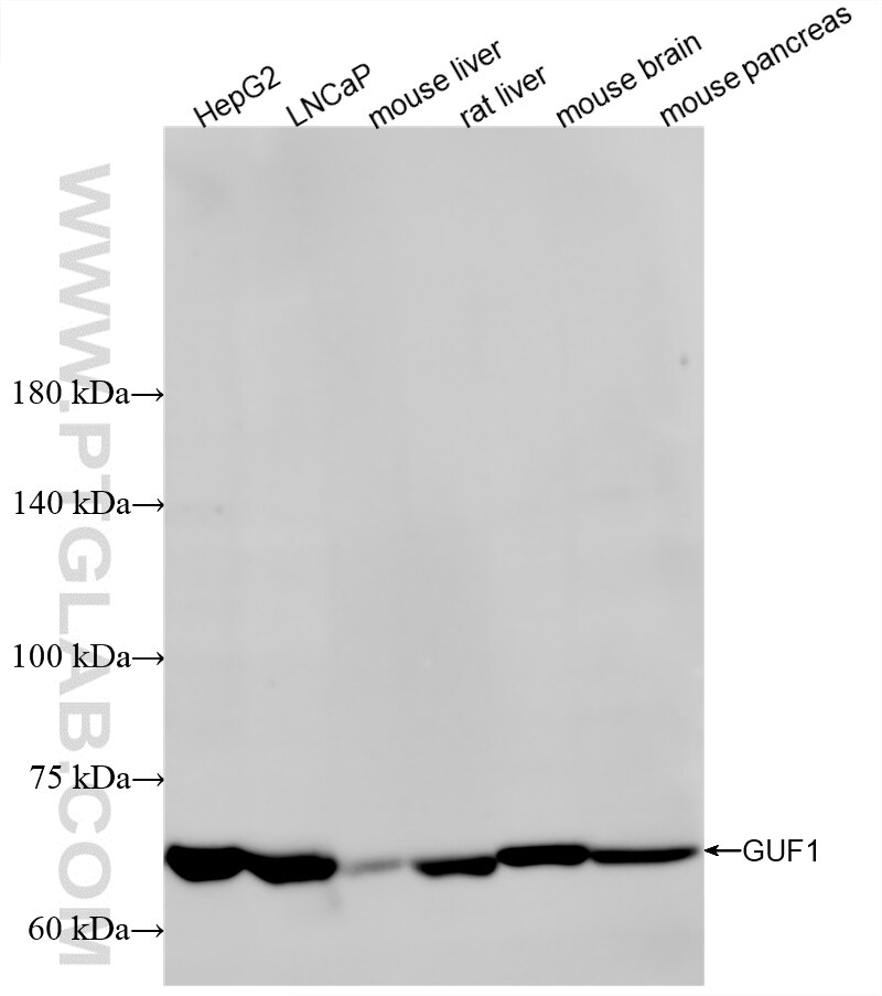 WB analysis using 86747-1-RR Western Blot (WB) analysis of various lysates using GUF1 Recombinant monoclonal antibody (86747-1-RR)