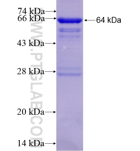 GUF1 fusion protein Ag11579 SDS-PAGE