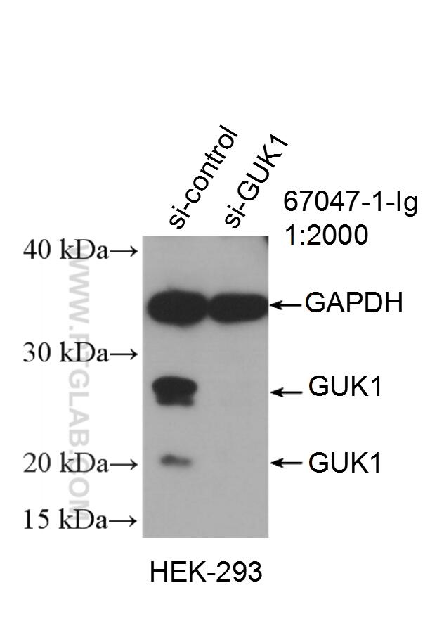 Western Blot (WB) analysis of HEK-293 cells using GUK1 Monoclonal antibody (67047-1-Ig)